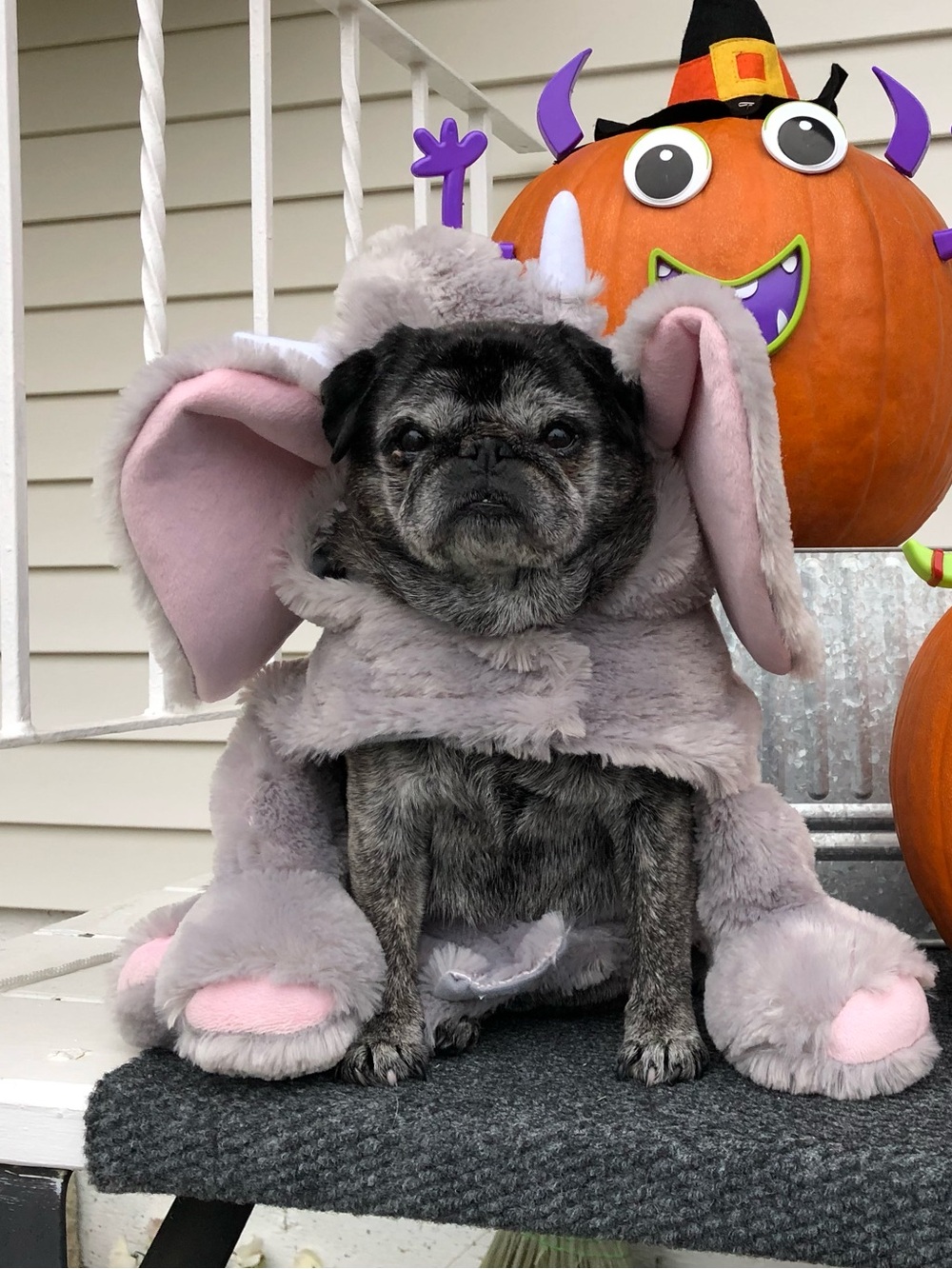 Top Paw Grey and Pink Elephant Halloween Dog Costume - Size Large for Small Dogs